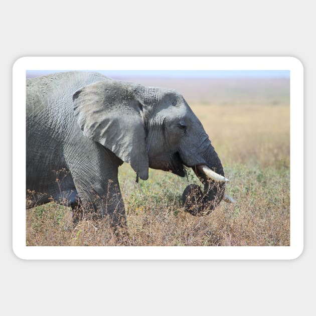 African Elephant Portrait, Serengeti, Tanzania. Sticker by Carole-Anne